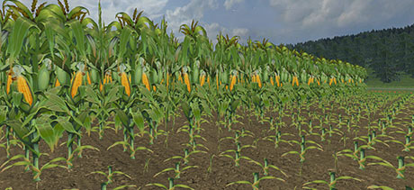 Maize-Texture-v-3